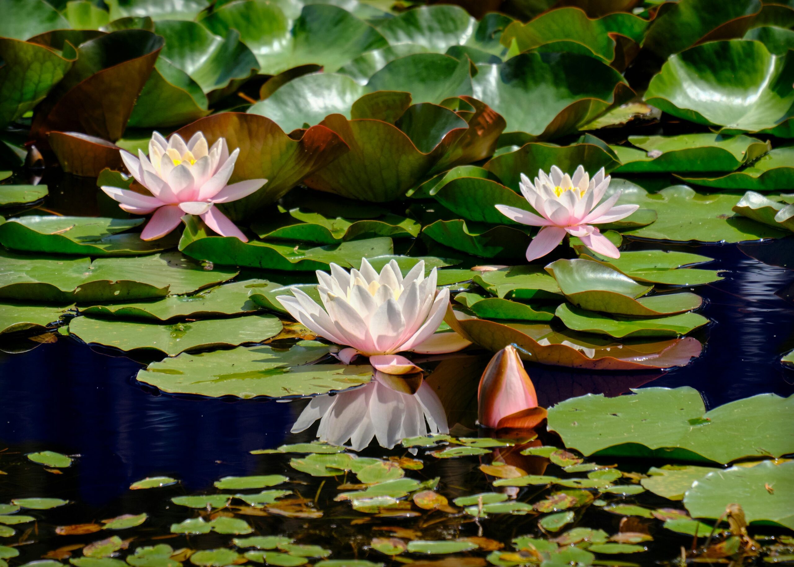 One-on-one coaching services for personal growth, healing and transformation